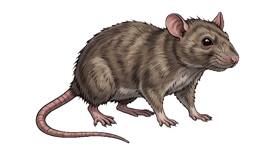 Rat
